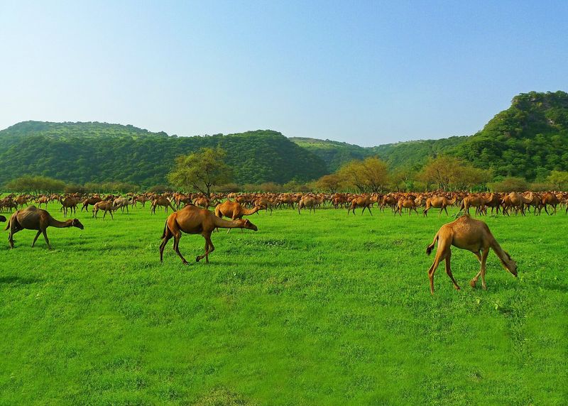 Cattle In The Middle East: The History And Future Of Desert Adaptations