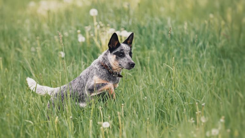 Australian Cattle Dog