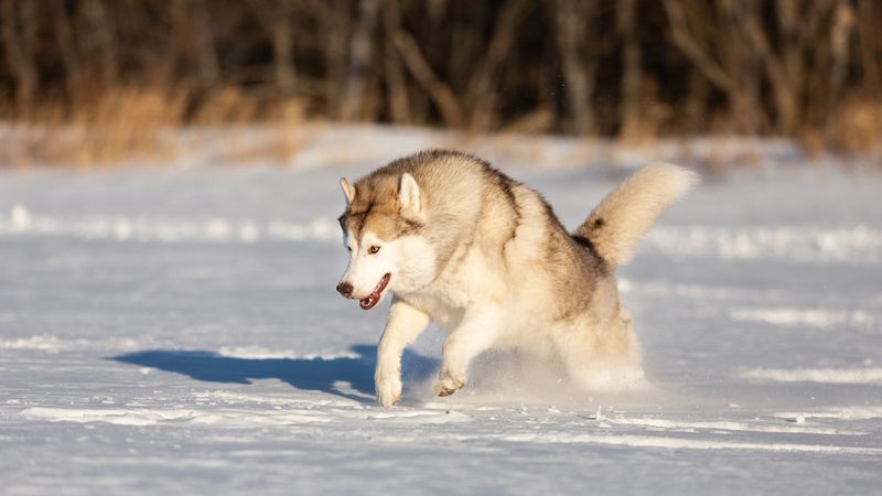 Siberian Husky