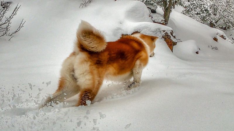 Akita Inu