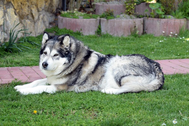 Alaskan Malamute: Arctic Hunters