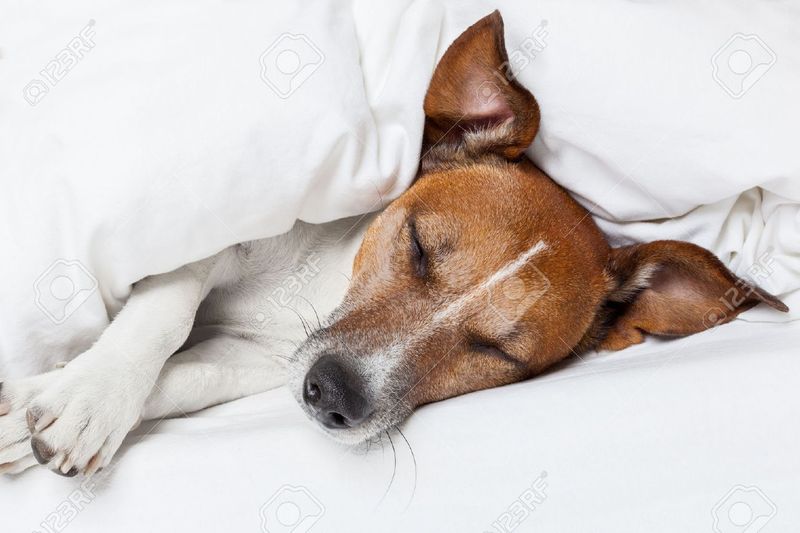 Jack Russell Terrier: Energizer Bunnies