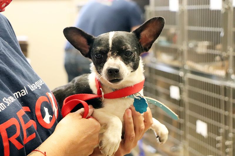 Chihuahuas