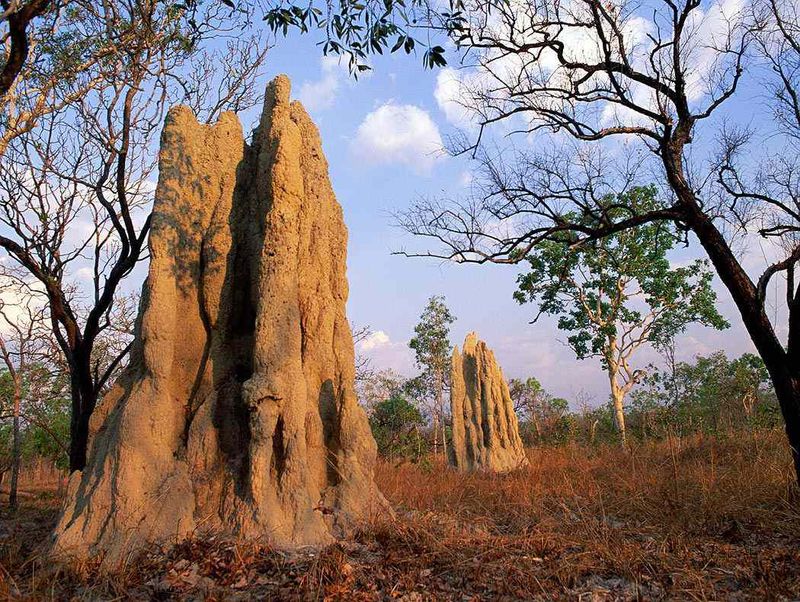 Termite Skyscrapers Of Africa