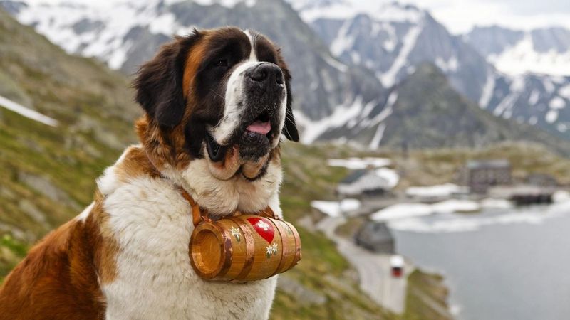Saint Bernard