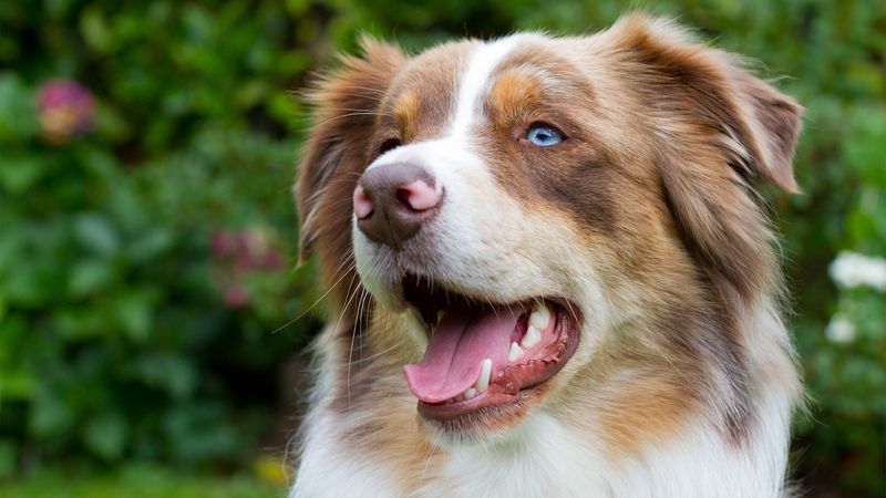 Australian Shepherd