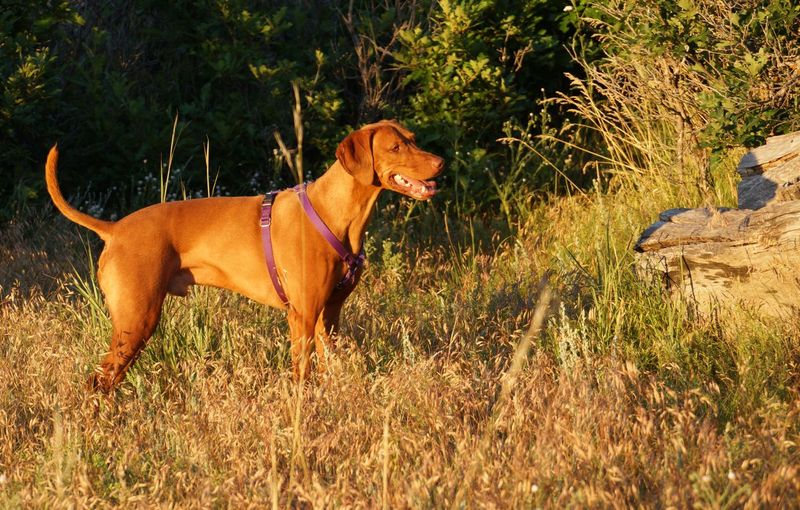 Vizsla