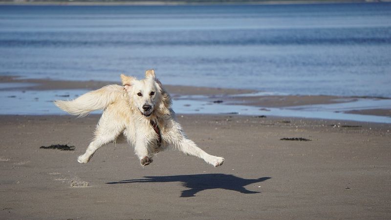 Golden Retriever: The People-Pleasing Optimist