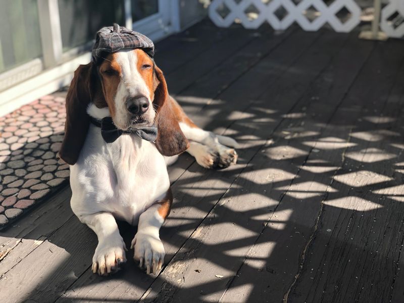 Basset Hound