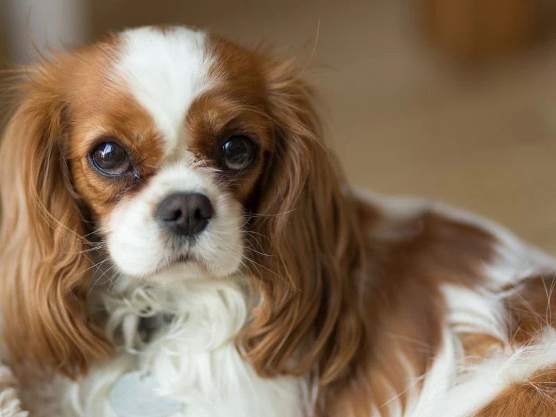 Cavalier King Charles Spaniels: Lap Dogs With Royal Lineage