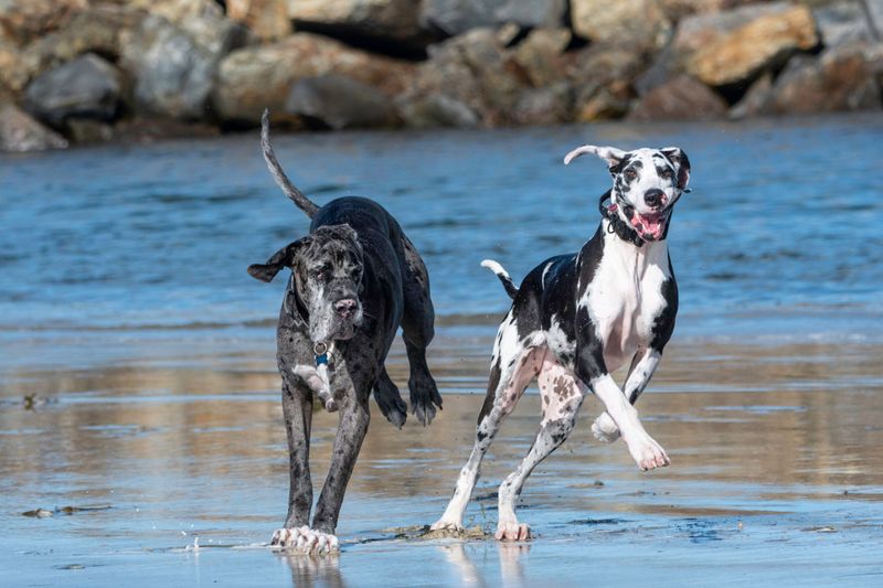 Great Danes: Gentle Giants In Duplicate
