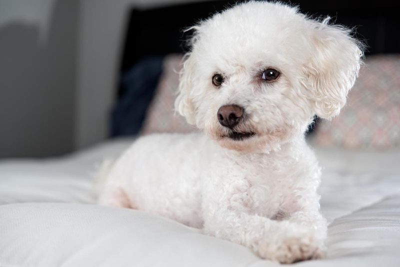 Bichon Frise: Fluffy Little Attention Magnets