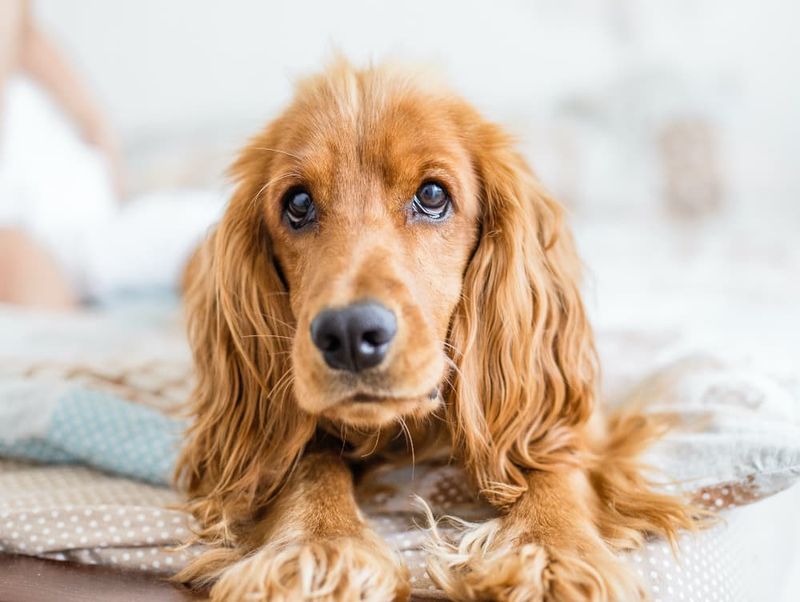 Cocker Spaniels