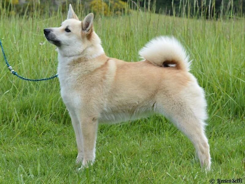 Norwegian Buhund