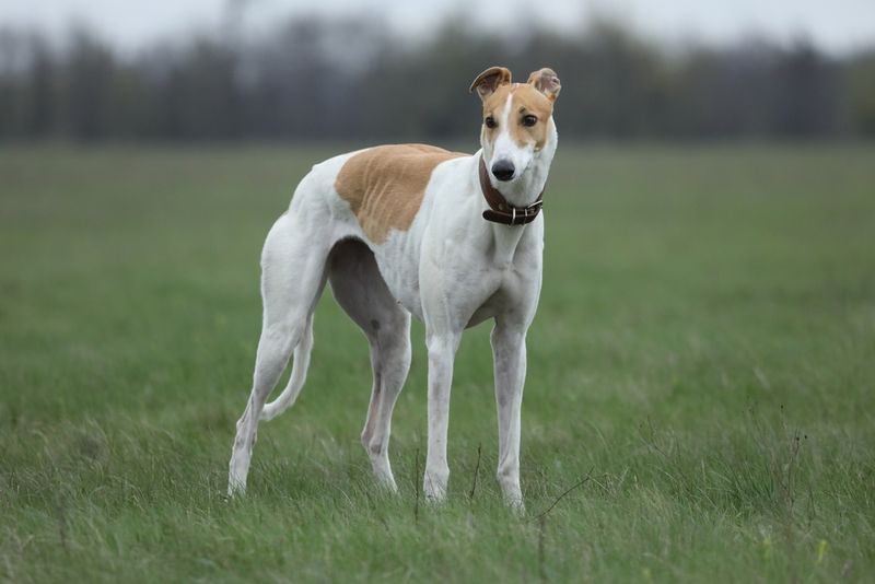 Free-Spirited Greyhound