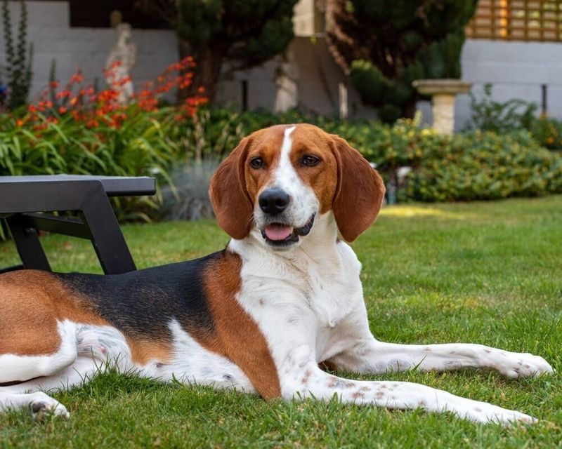 Free-Thinking Beagle