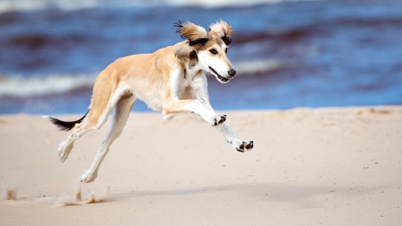 Independent-Minded Saluki