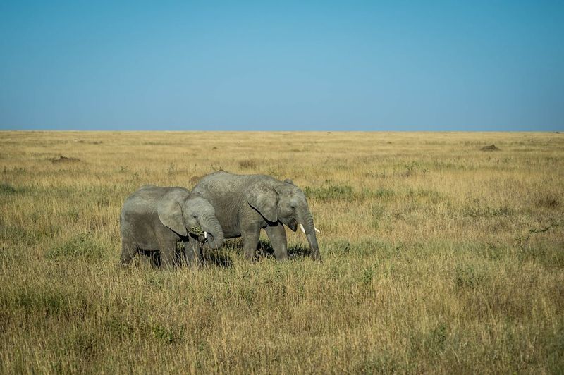 Space For Large Mammals To Roam