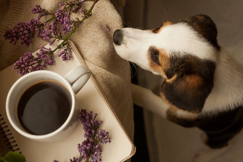Coffee And Caffeine