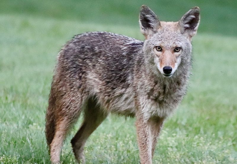 Report Aggressive Coyote Behavior To Authorities
