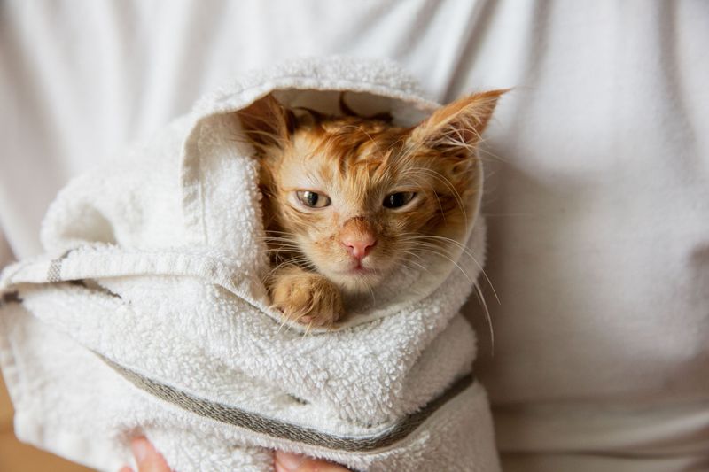 Use Cat-Friendly Shampoo