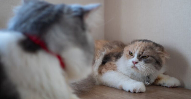 Avoid These 15 Biggest Mistakes When Owning Multiple Cats