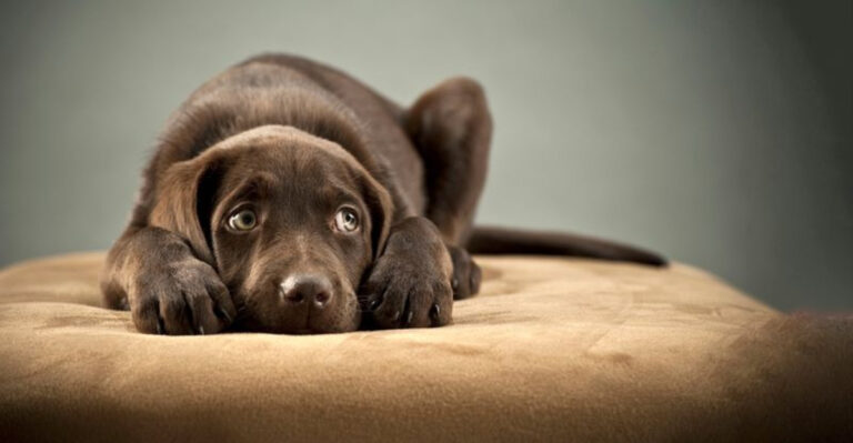 Avoid These 15 Mistakes When Your Dog Feels Anxious