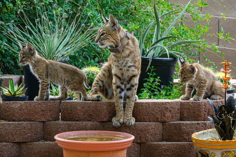 Report Wild Cat Sightings