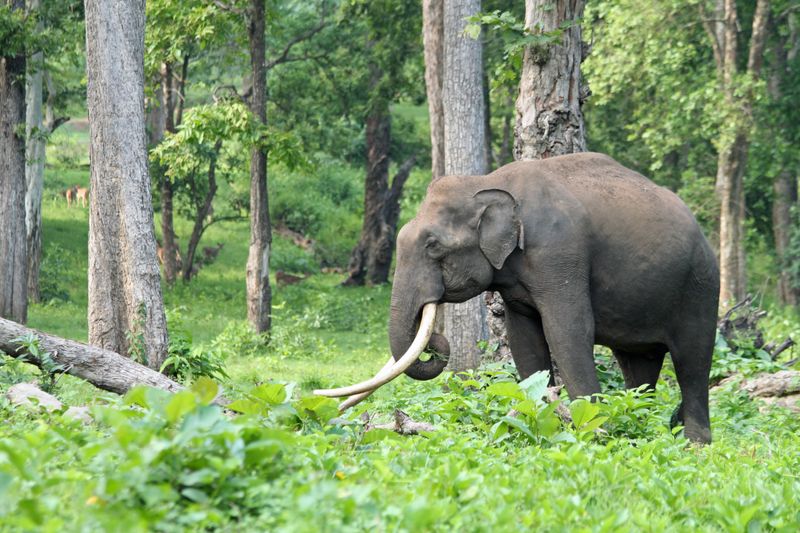 Never Feed Wild Elephants
