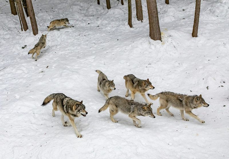 Strong Pack Loyalty