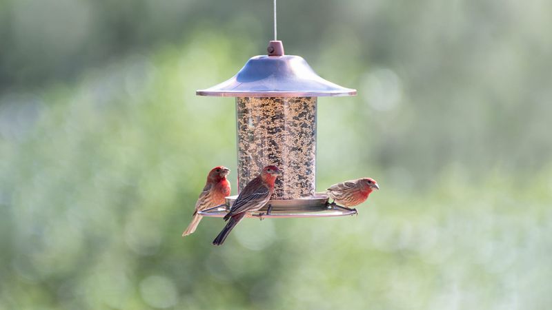 Feeder Placement For Maximum Effect