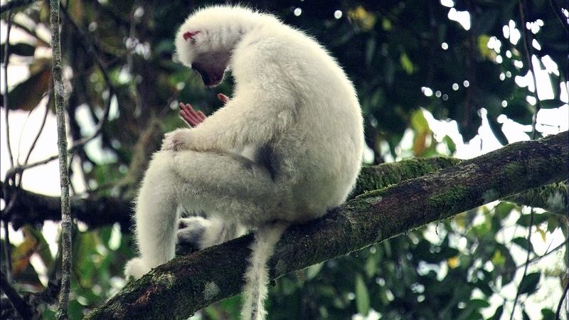 Silky Sifaka Lemur – The Ghost Of Madagascar