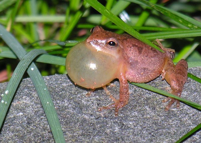 Spring Peeper
