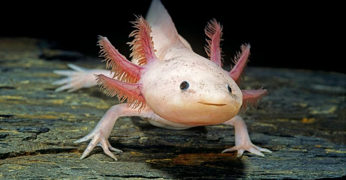 Axolotl: Surprising Facts About The Salamander That Can Regenerate, But Not Multiply