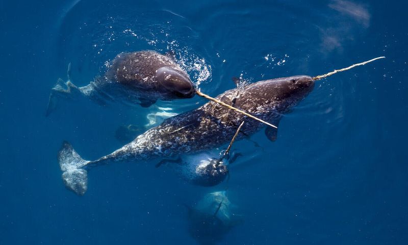 Narwhal: The Unicorn Of The Sea