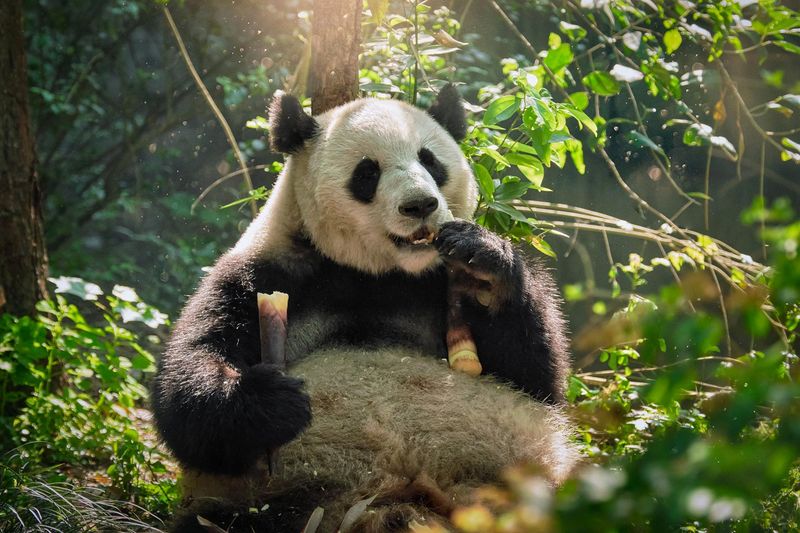 Panda