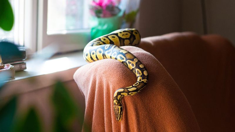 Corn Snakes