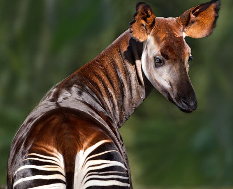 Okapi: The Real-Life Forest Unicorn