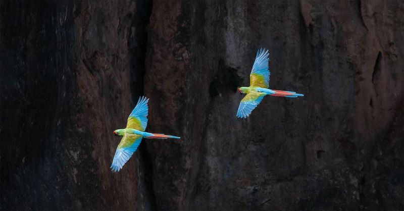 Military Macaws
