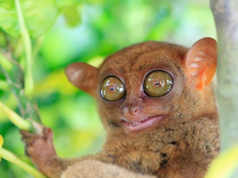Tarsier: The Real-Life Gremlin