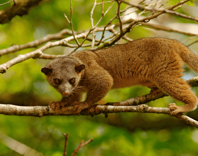 Kinkajou: Honey-Loving Rainforest Acrobat