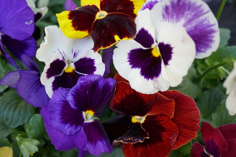 Pansies: Tiny Treats For Browsing Deer