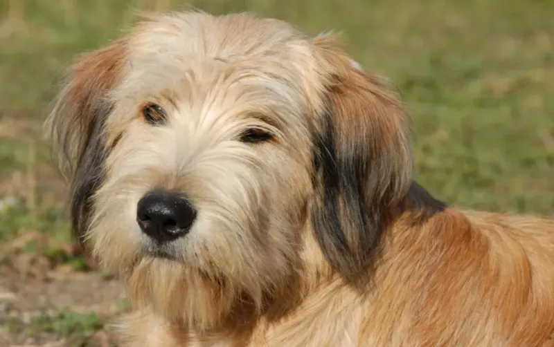 Pyrenean Shepherd – Mountain Herder In Peril