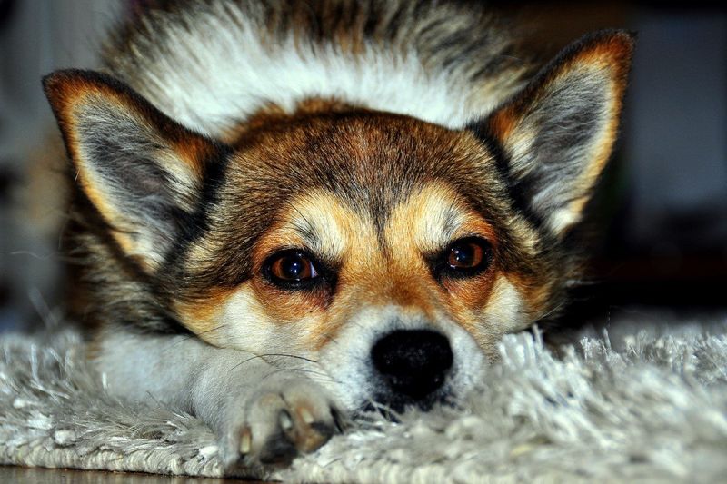 Norwegian Lundehund