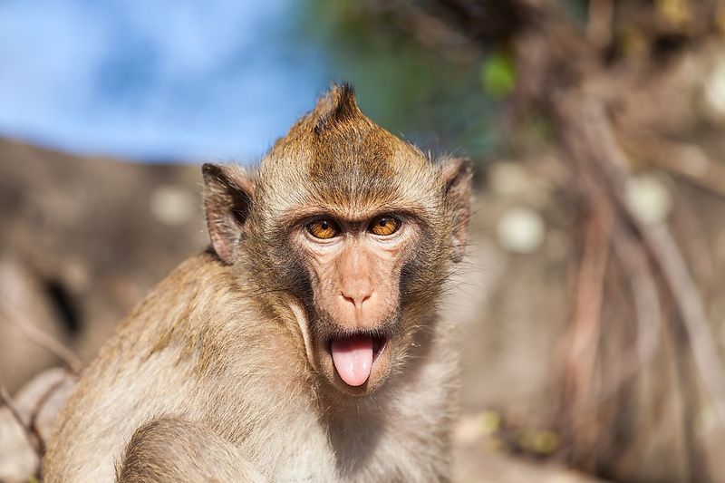 Rhesus Macaque