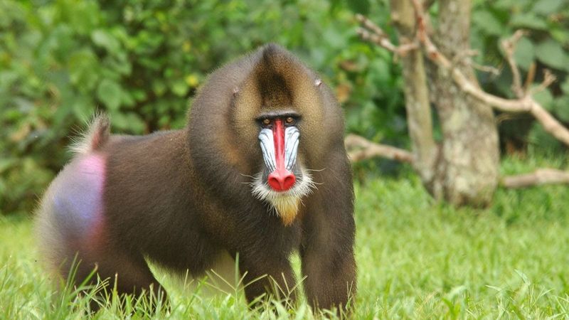 Mandrill