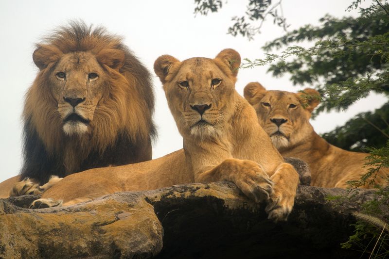 Lions