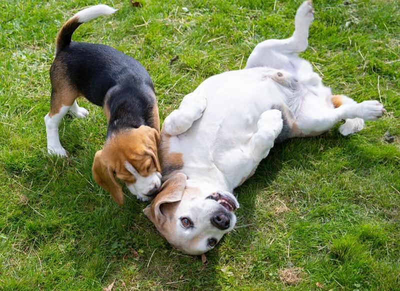 Supervised Play Sessions