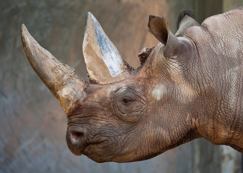 Western Black Rhinoceros