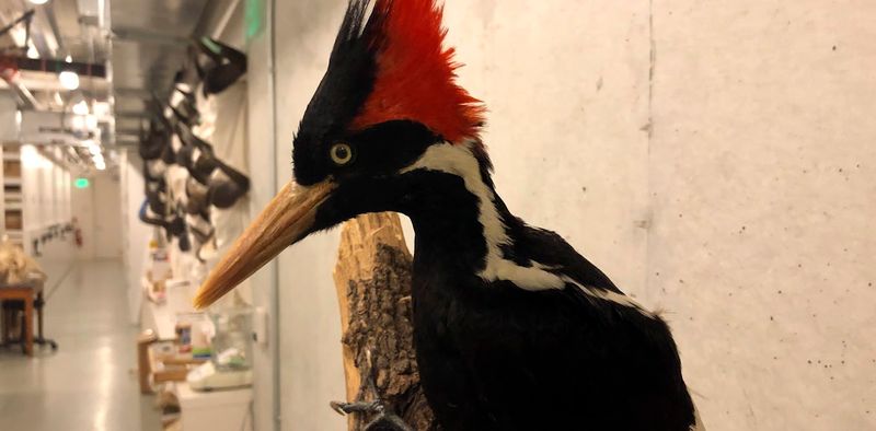 Ivory-billed Woodpecker: The Lord God Bird